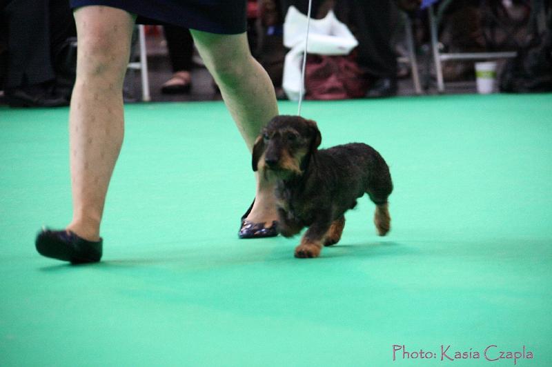 Crufts2011_2 863.jpg